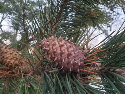Pinus pungens borovice pichlavá